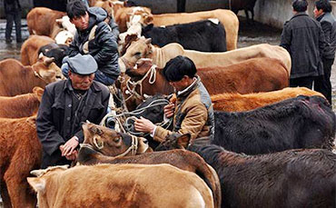 天润91免费视频网站鲜奶运输车，护航北国奶香之旅